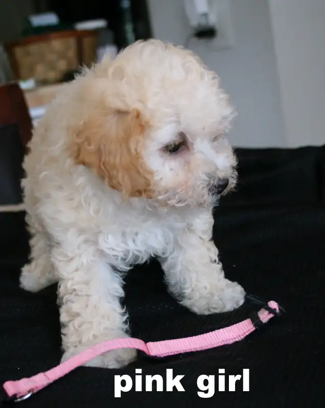 BICHON/POO BABIES... 5 TO CHOOSE FROM READY NOW! - Photo 6