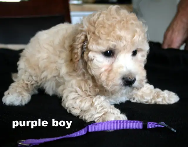BICHON/POO BABIES... 5 TO CHOOSE FROM READY NOW! - Photo 7