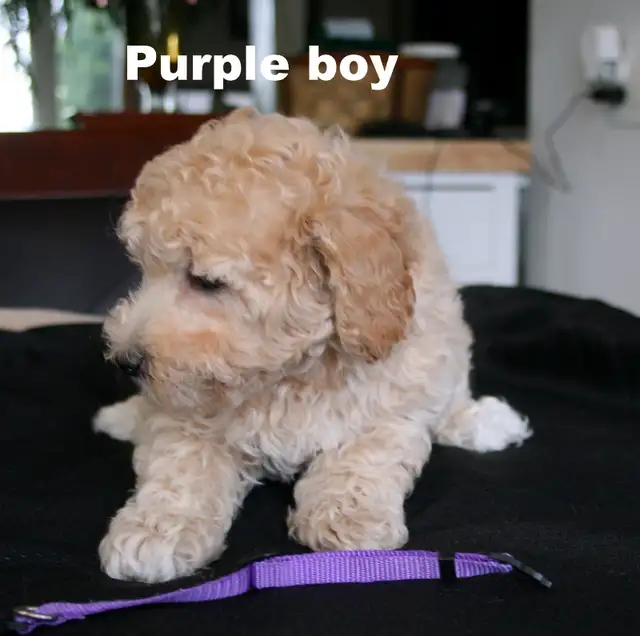 BICHON/POO BABIES... 5 TO CHOOSE FROM READY NOW! - Photo 8