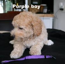 BICHON/POO BABIES... 5 TO CHOOSE FROM READY NOW! - Photo 8