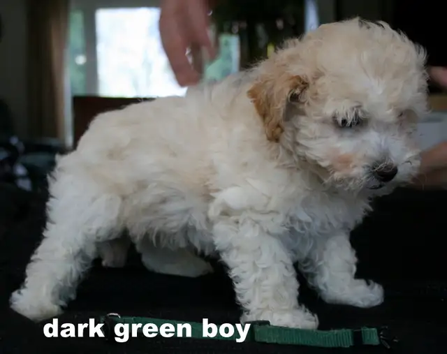 BICHON/POO BABIES... 5 TO CHOOSE FROM READY NOW! - Photo 9