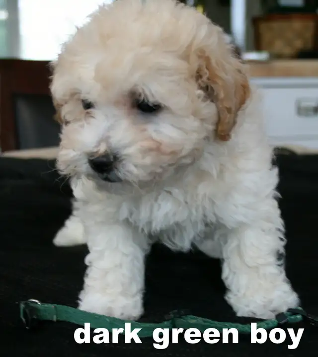 BICHON/POO BABIES... 5 TO CHOOSE FROM READY NOW! - Photo 10