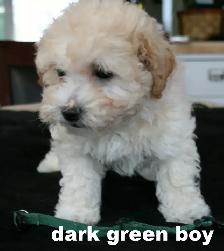 BICHON/POO BABIES... 5 TO CHOOSE FROM READY NOW! - Photo 10