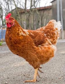 ISA Brown Hens
