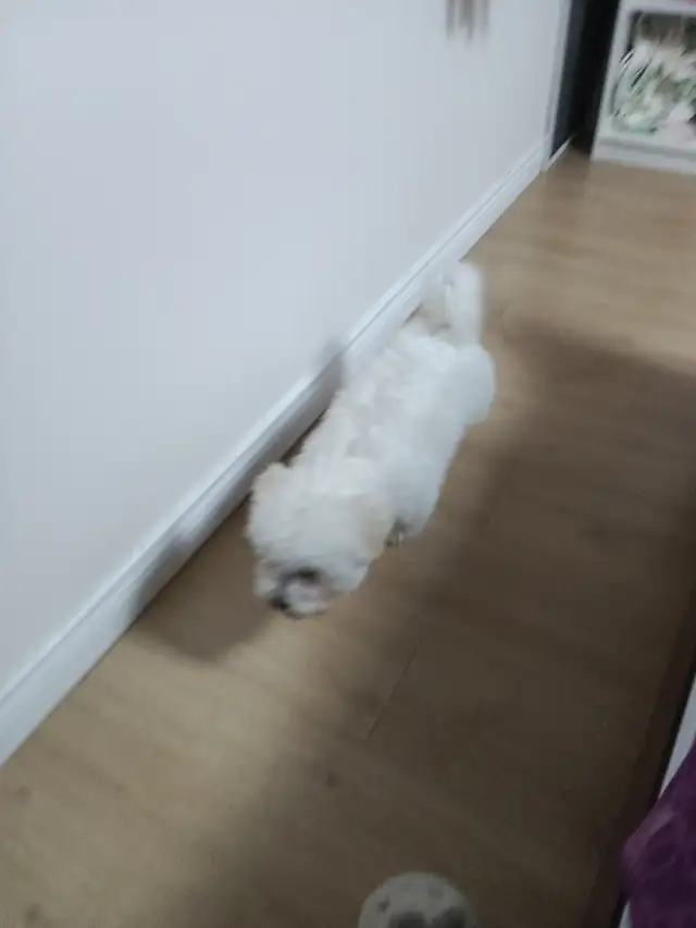 dog walker