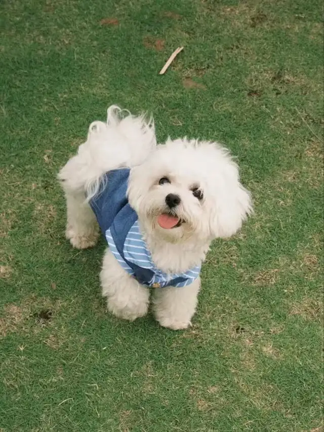 dog walker - Photo 2