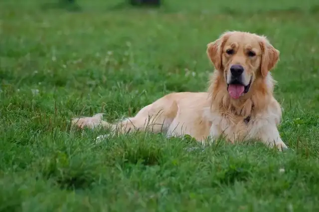 dog walker - Photo 3