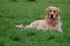 dog walker - Photo 3