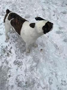 dog walker - Photo 5