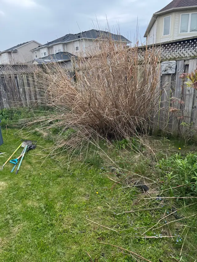 Spring clean up - Photo 2