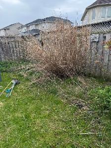 Spring clean up - Photo 2