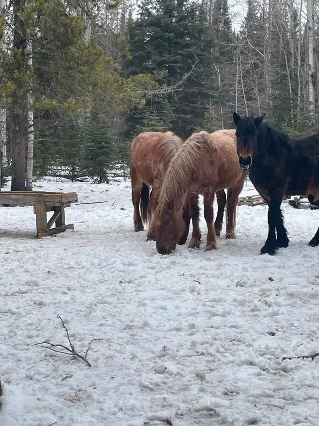 RED ROAN FILLIES