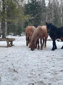 RED ROAN FILLIES