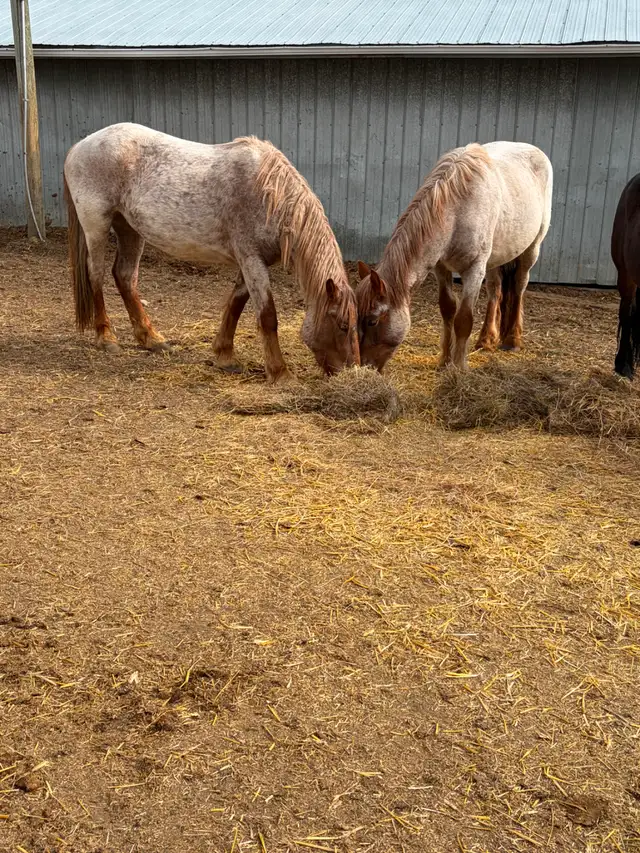 RED ROAN FILLIES - Photo 2