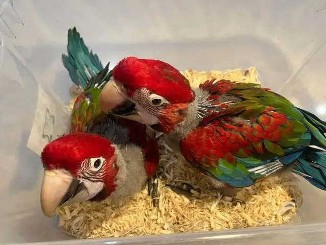 Greenwing Macaw