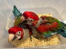 Greenwing Macaw
