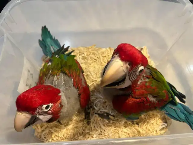 Greenwing Macaw - Photo 2