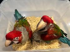 Greenwing Macaw - Photo 2