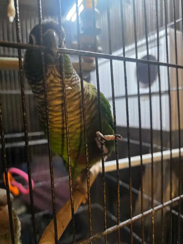 conures manipulables