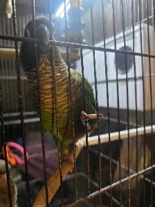 conures manipulables