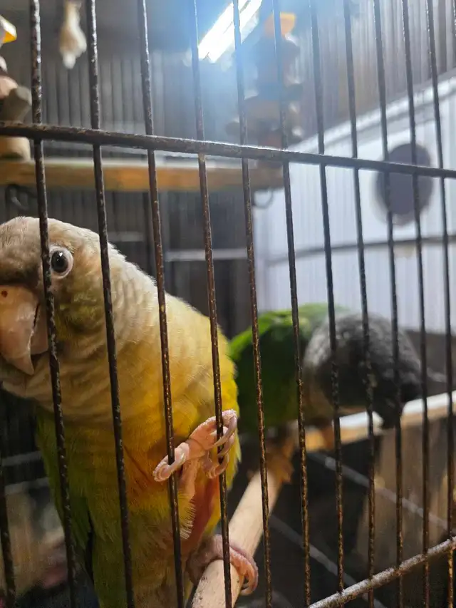 conures manipulables - Photo 2