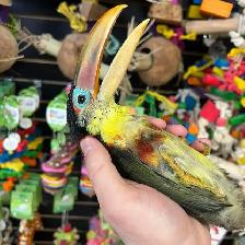 CURL CRESTED ARACARI