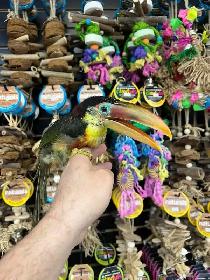 CURL CRESTED ARACARI - Photo 2