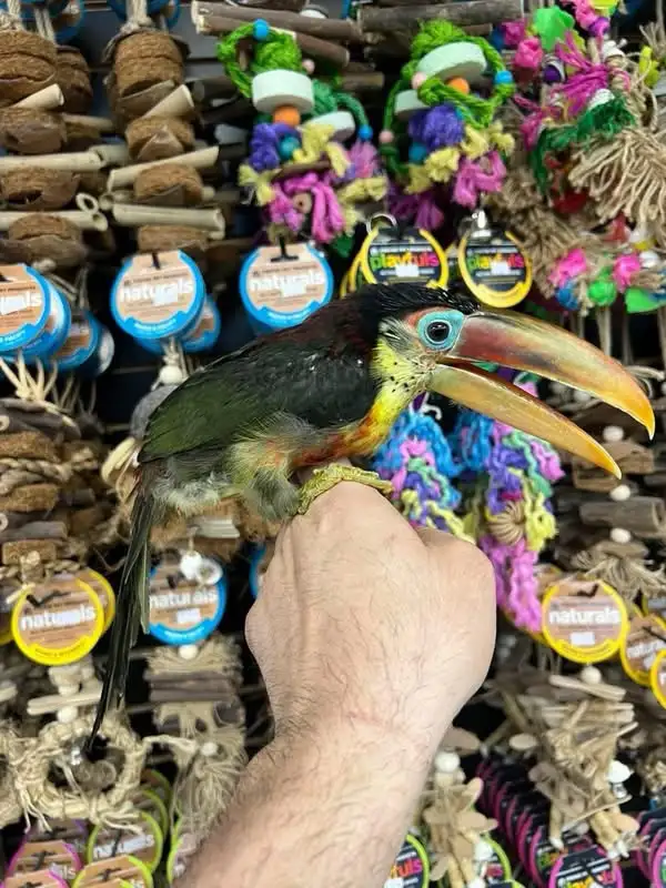 CURL CRESTED ARACARI - Photo 3