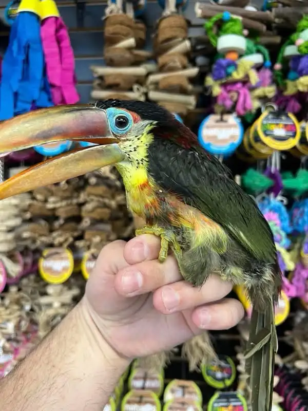 CURL CRESTED ARACARI - Photo 4