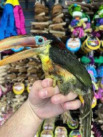 CURL CRESTED ARACARI - Photo 4