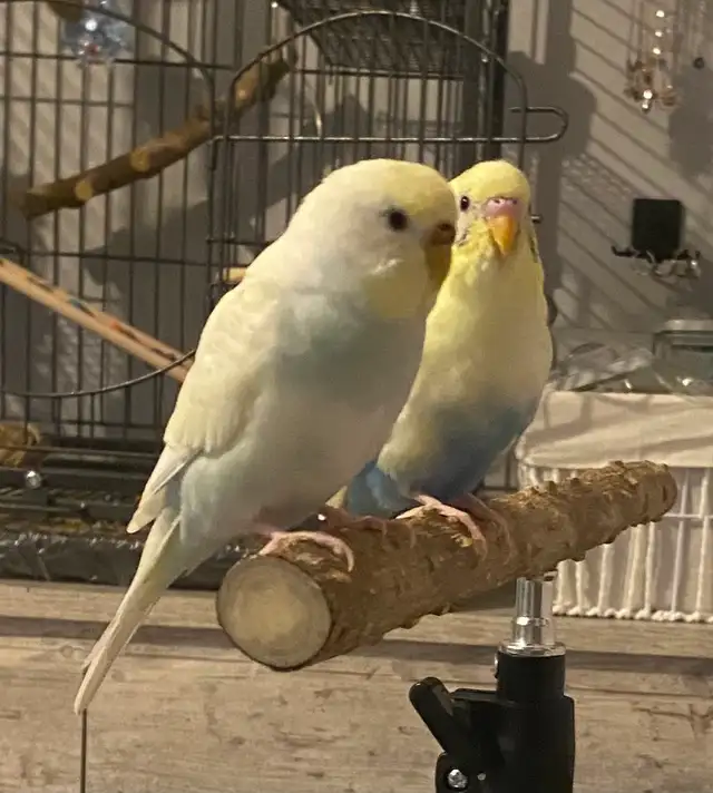 Beautiful bonded Budgies with large cage and accessories