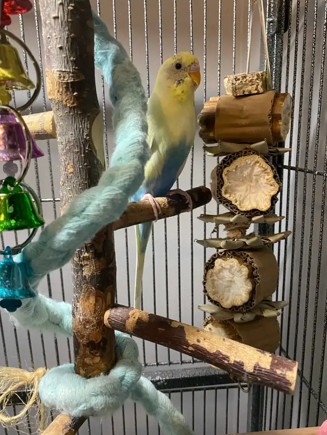 Beautiful bonded Budgies with large cage and accessories - Photo 3