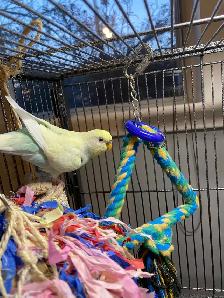 Beautiful bonded budgies with large cage and accessories - Photo 2