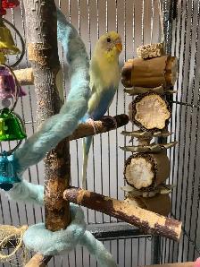 Beautiful bonded budgies with large cage and accessories - Photo 3