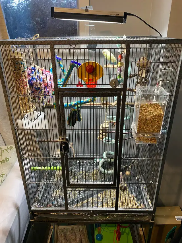 Beautiful bonded budgies with large cage and accessories - Photo 4