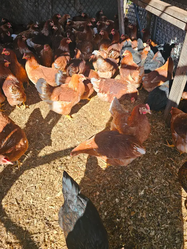 POULES BRUNES, ROUSSES DE 21 SEMAINES COMMENCE A PONDRE