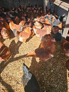 POULES BRUNES, ROUSSES DE 21 SEMAINES COMMENCE A PONDRE
