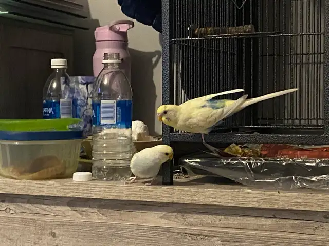 Beautiful bonded budgies with large cage and accessories - Photo 2