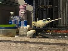 Beautiful bonded budgies with large cage and accessories - Photo 2