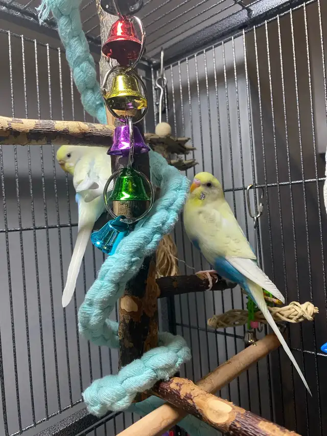 Beautiful bonded budgies with large cage and accessories - Photo 3