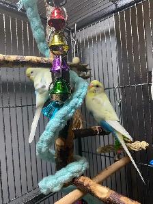 Beautiful bonded budgies with large cage and accessories - Photo 3