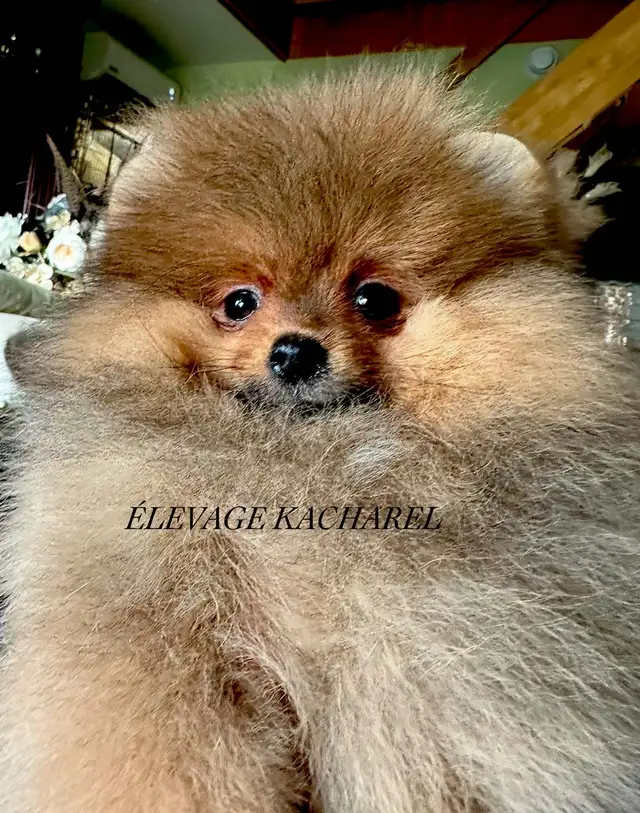POMERANIEN LOU-LOU MÂLE PAPA IMPORTÉ DE CORÉE LIGNÉES CH.