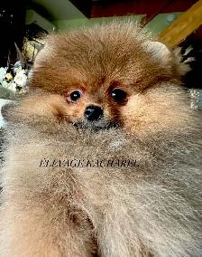 POMERANIEN LOU-LOU MÂLE PAPA IMPORTÉ DE CORÉE LIGNÉES CH.