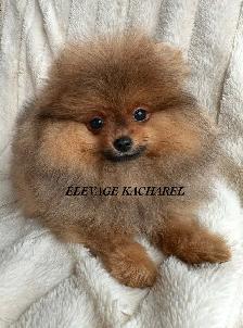 POMERANIEN LOU-LOU MÂLE PAPA IMPORTÉ DE CORÉE LIGNÉES CH. - Photo 2