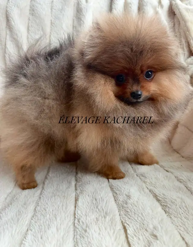 POMERANIEN LOU-LOU MÂLE PAPA IMPORTÉ DE CORÉE LIGNÉES CH. - Photo 3