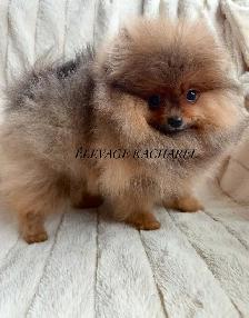 POMERANIEN LOU-LOU MÂLE PAPA IMPORTÉ DE CORÉE LIGNÉES CH. - Photo 3