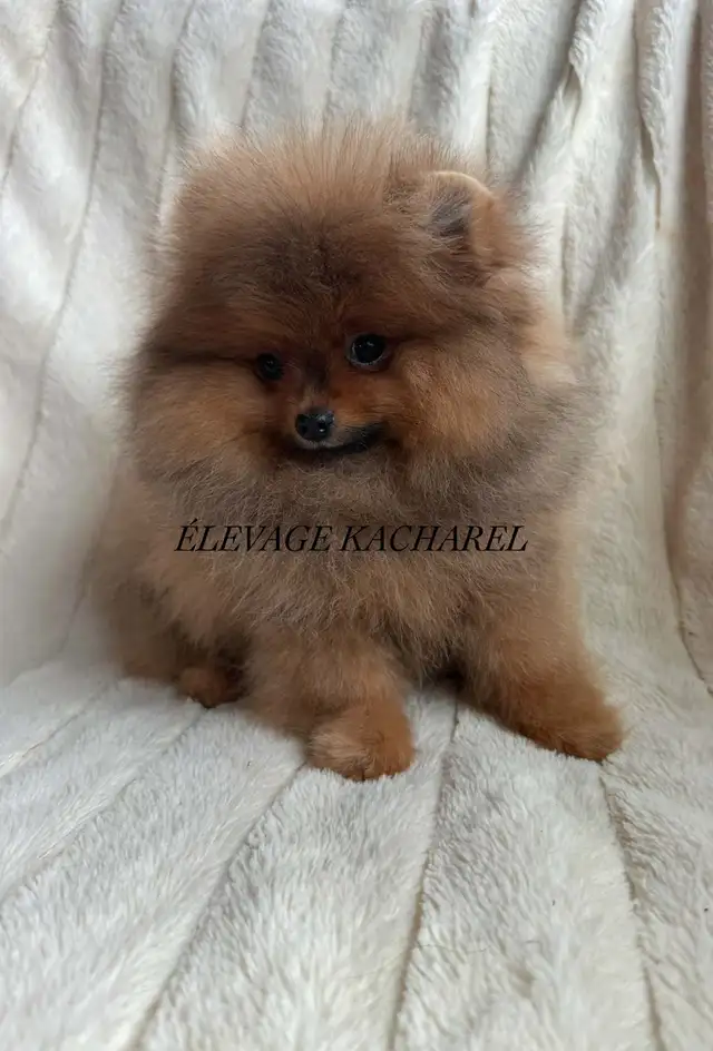 POMERANIEN LOU-LOU MÂLE PAPA IMPORTÉ DE CORÉE LIGNÉES CH. - Photo 4