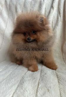 POMERANIEN LOU-LOU MÂLE PAPA IMPORTÉ DE CORÉE LIGNÉES CH. - Photo 4