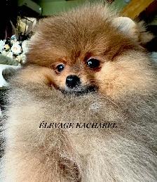 POMERANIEN LOU-LOU MÂLE PAPA IMPORTÉ DE CORÉE LIGNÉES CH. - Photo 5