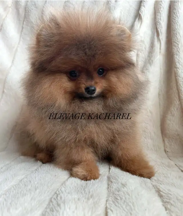 POMERANIEN LOU-LOU MÂLE PAPA IMPORTÉ DE CORÉE LIGNÉES CH. - Photo 6